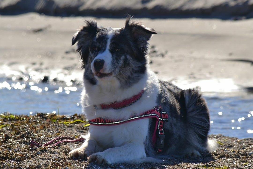 Australian shepherd Joya 31.03.2010-20.04.2019 billede 4