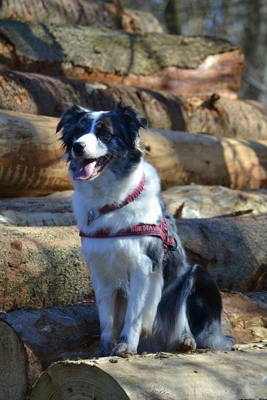 Australian shepherd Joya 31.03.2010-20.04.2019 billede 5