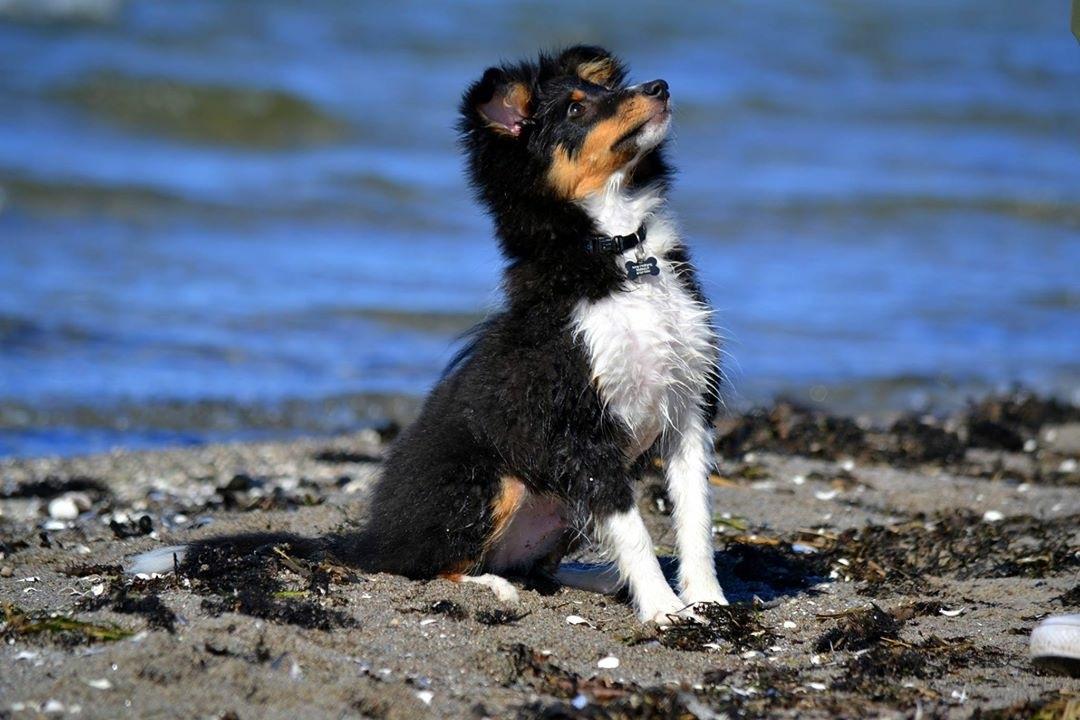 Shetland sheepdog Hovsa - 19 uger gamnel billede 1