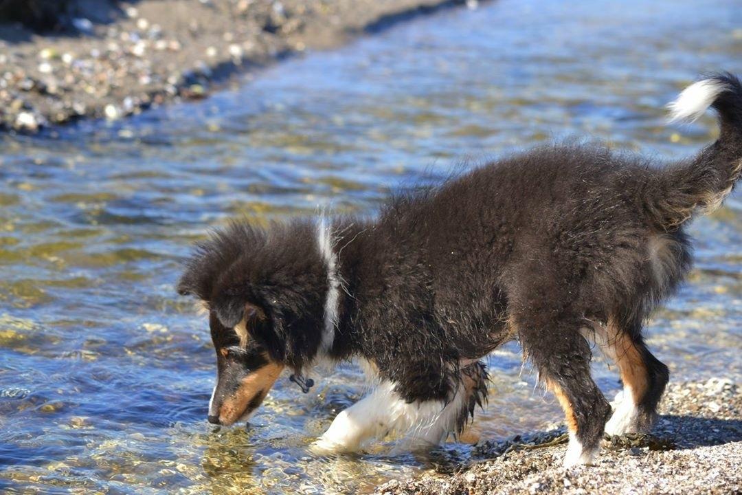 Shetland sheepdog Hovsa billede 2
