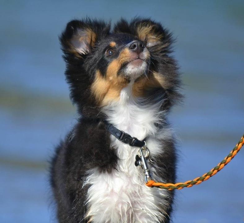 Shetland sheepdog Hovsa billede 3