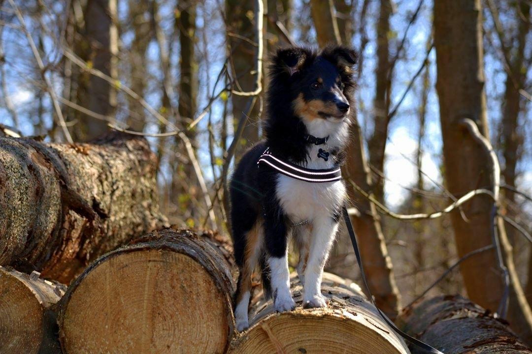 Shetland sheepdog Hovsa billede 4