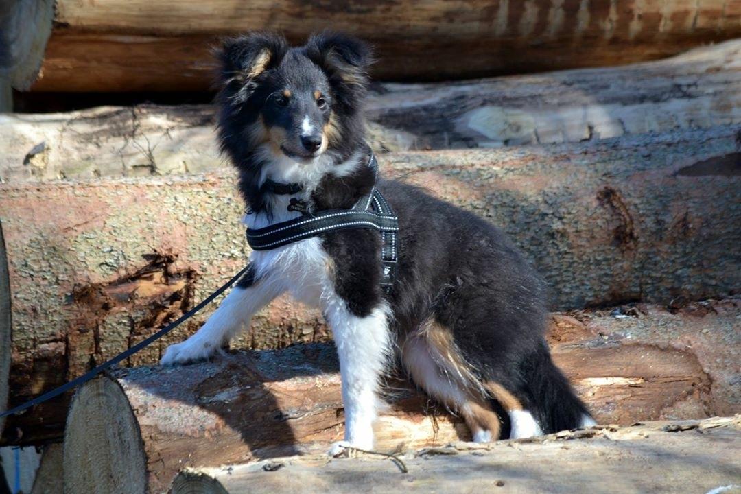 Shetland sheepdog Hovsa billede 6