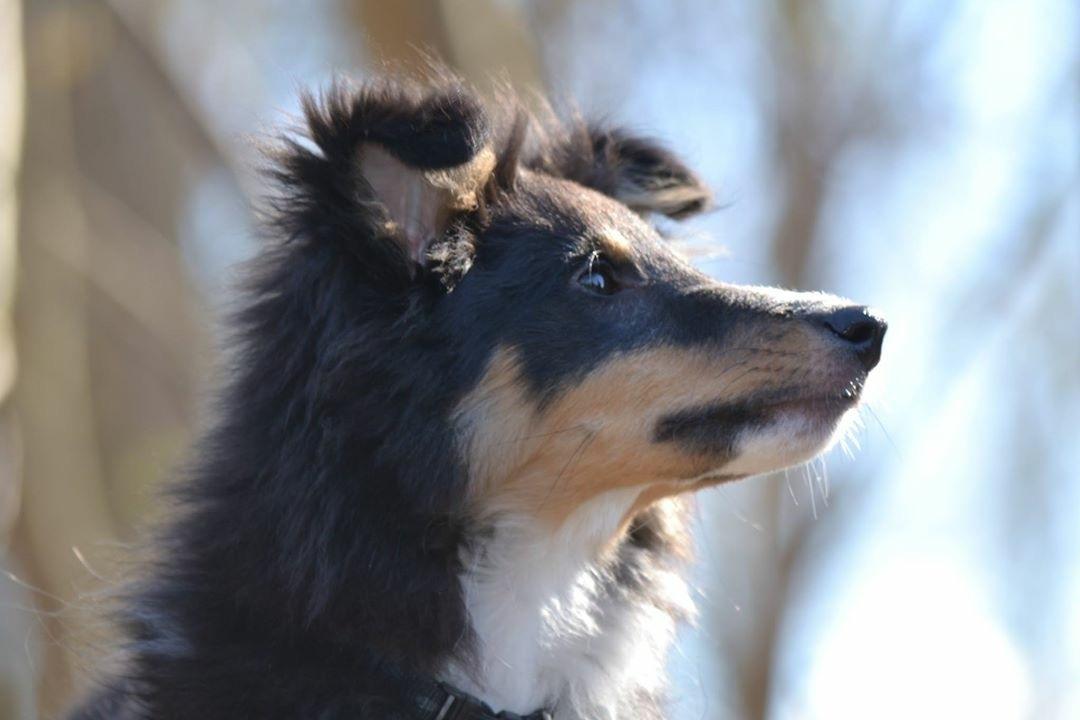 Shetland sheepdog Hovsa billede 5