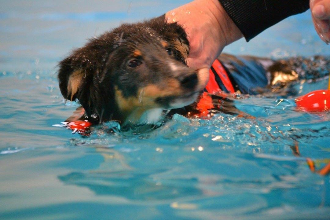 Shetland sheepdog Hovsa - Første tur i svømmehal, knap 5 mdr gammel billede 7