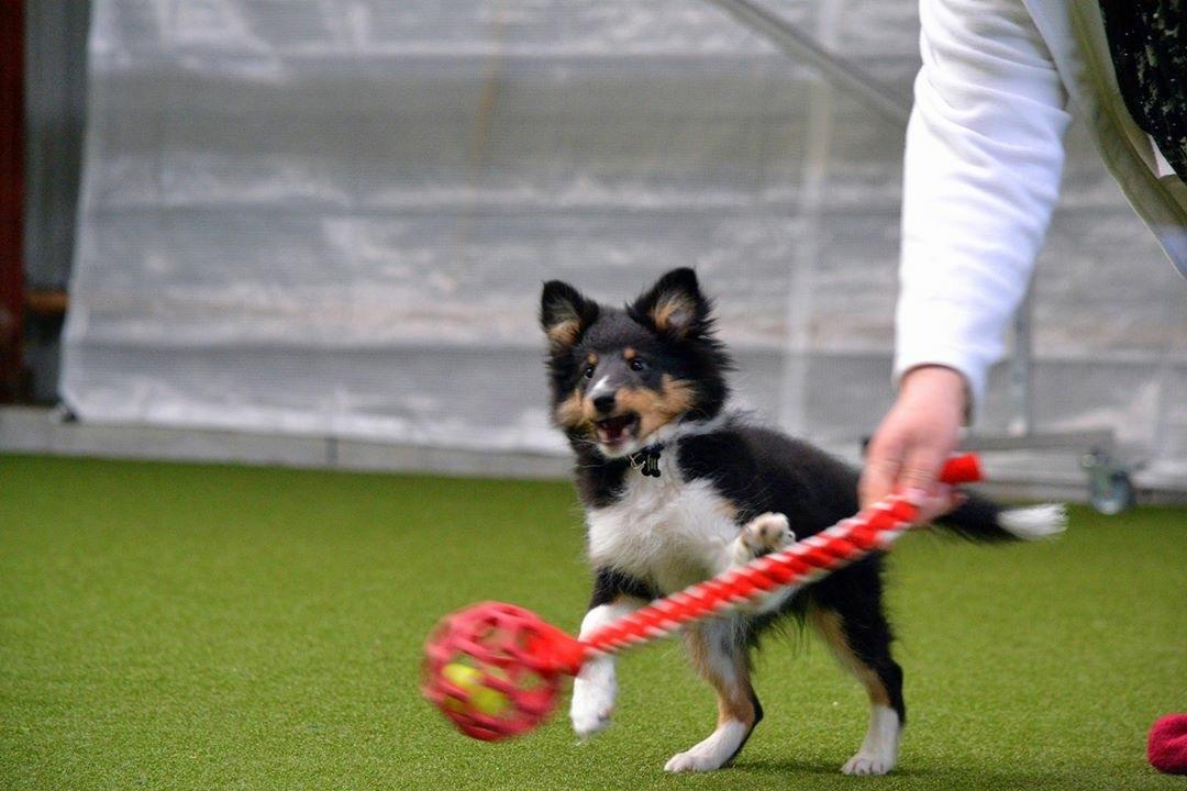 Shetland sheepdog Hovsa - 14,5 uge gammel billede 8