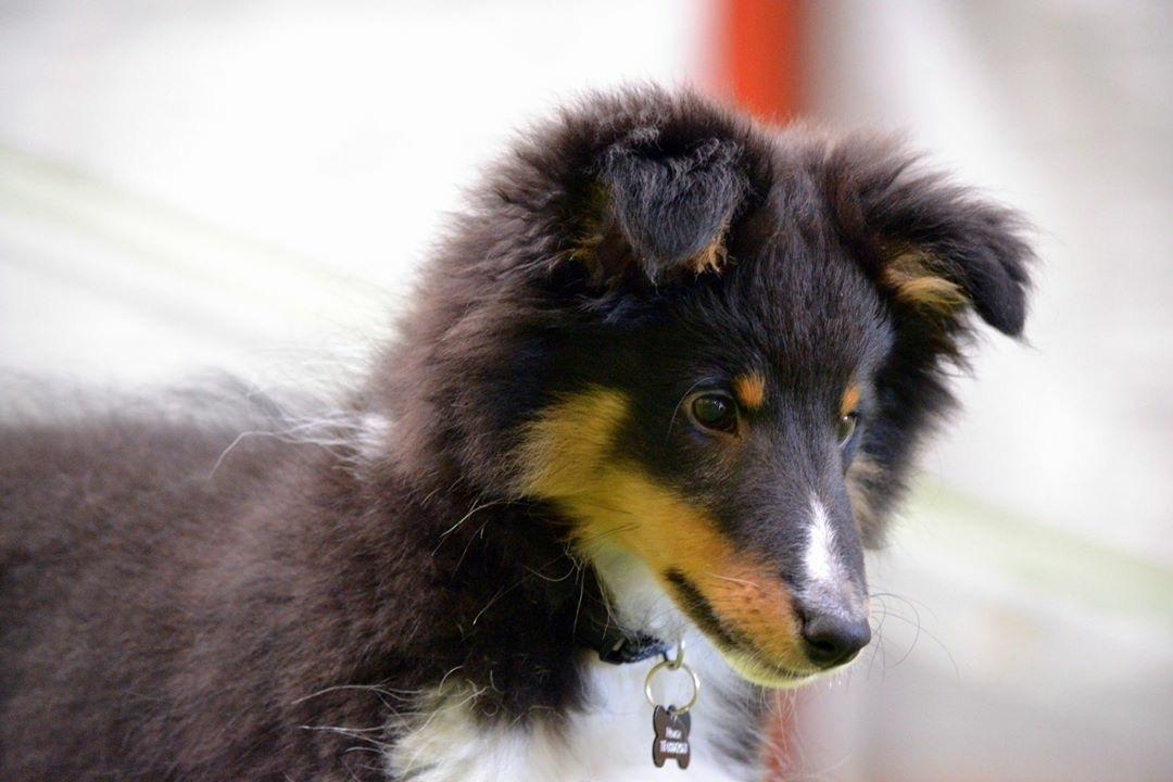 Shetland sheepdog Hovsa billede 10