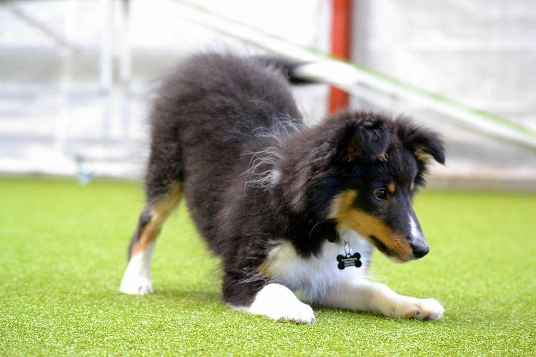 Shetland sheepdog Hovsa billede 11