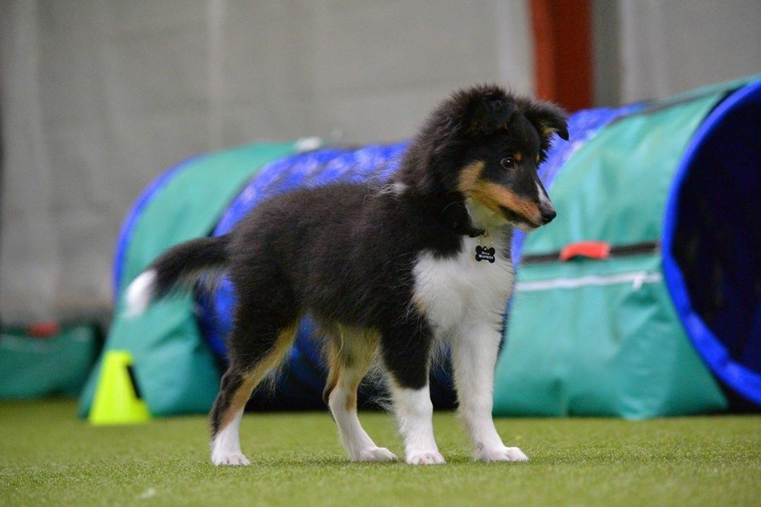 Shetland sheepdog Hovsa billede 9