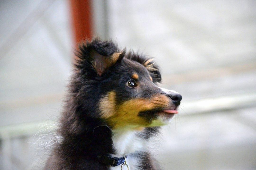 Shetland sheepdog Hovsa billede 12