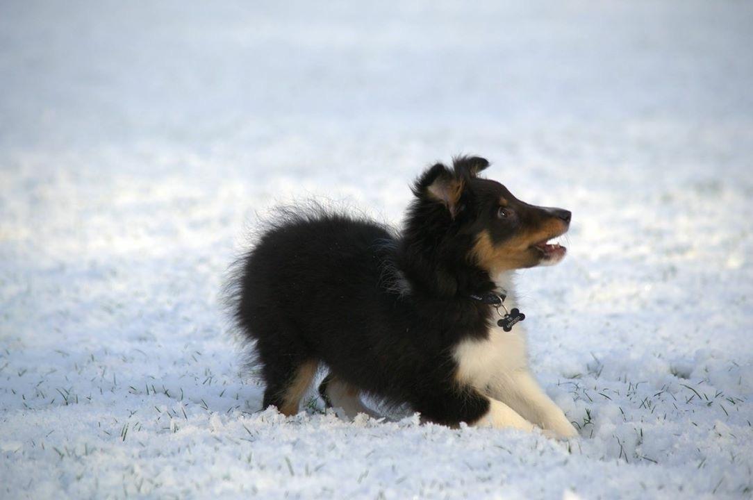 Shetland sheepdog Hovsa billede 13