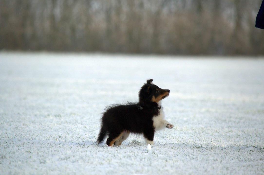 Shetland sheepdog Hovsa billede 15
