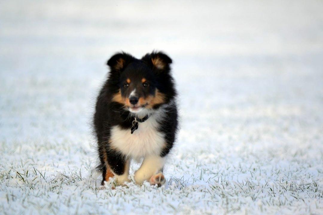 Shetland sheepdog Hovsa billede 17