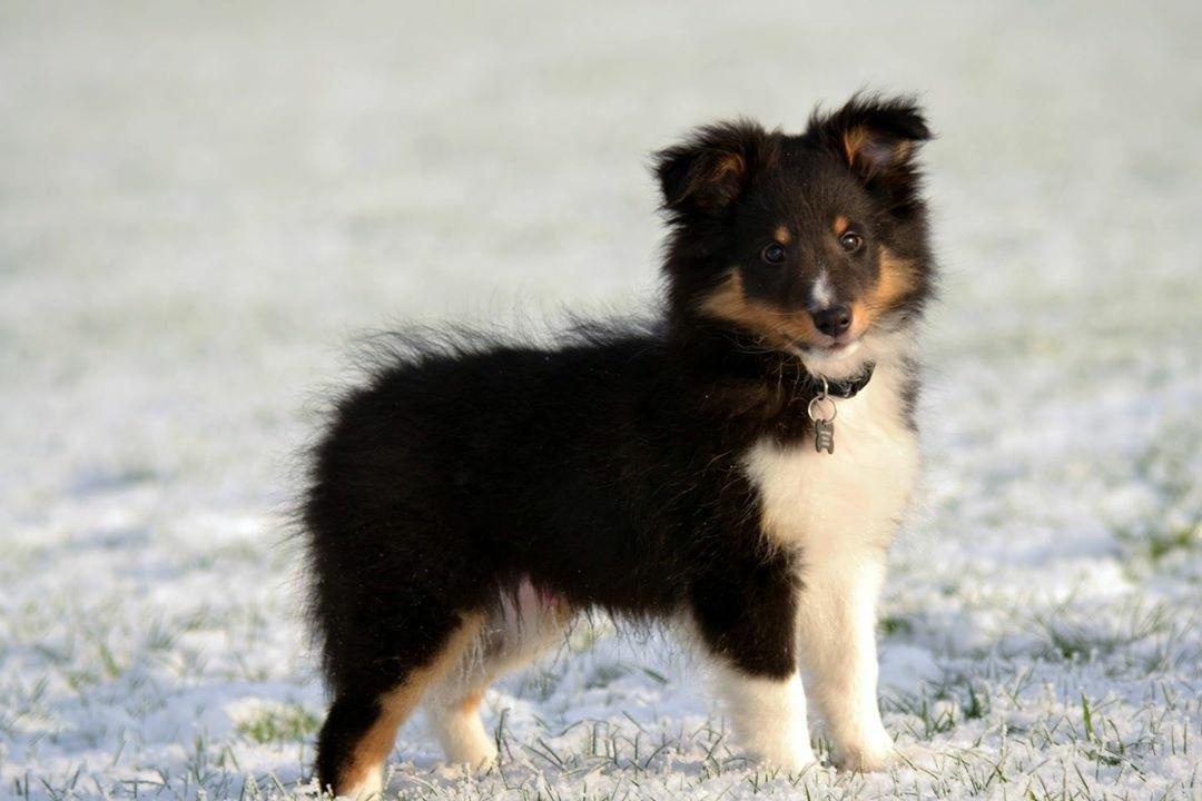 Shetland sheepdog Hovsa billede 18