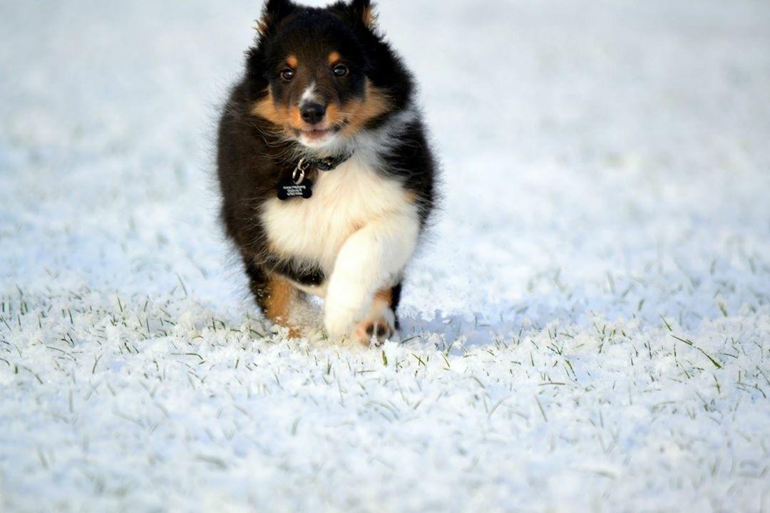 Shetland sheepdog Hovsa billede 16