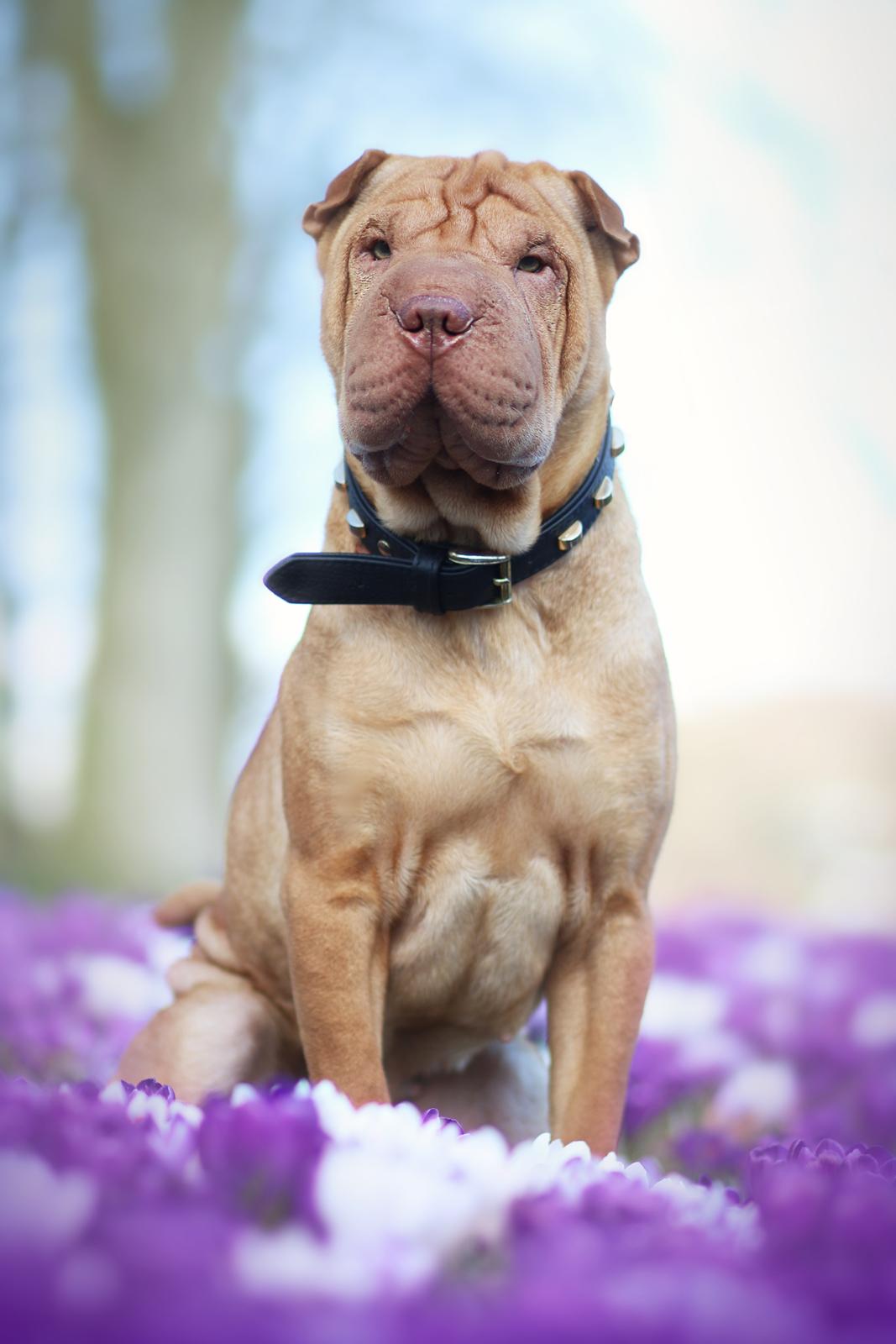 Shar pei Frida billede 21