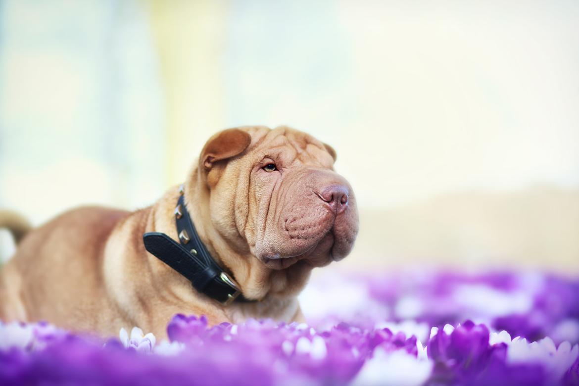 Shar pei Frida billede 22