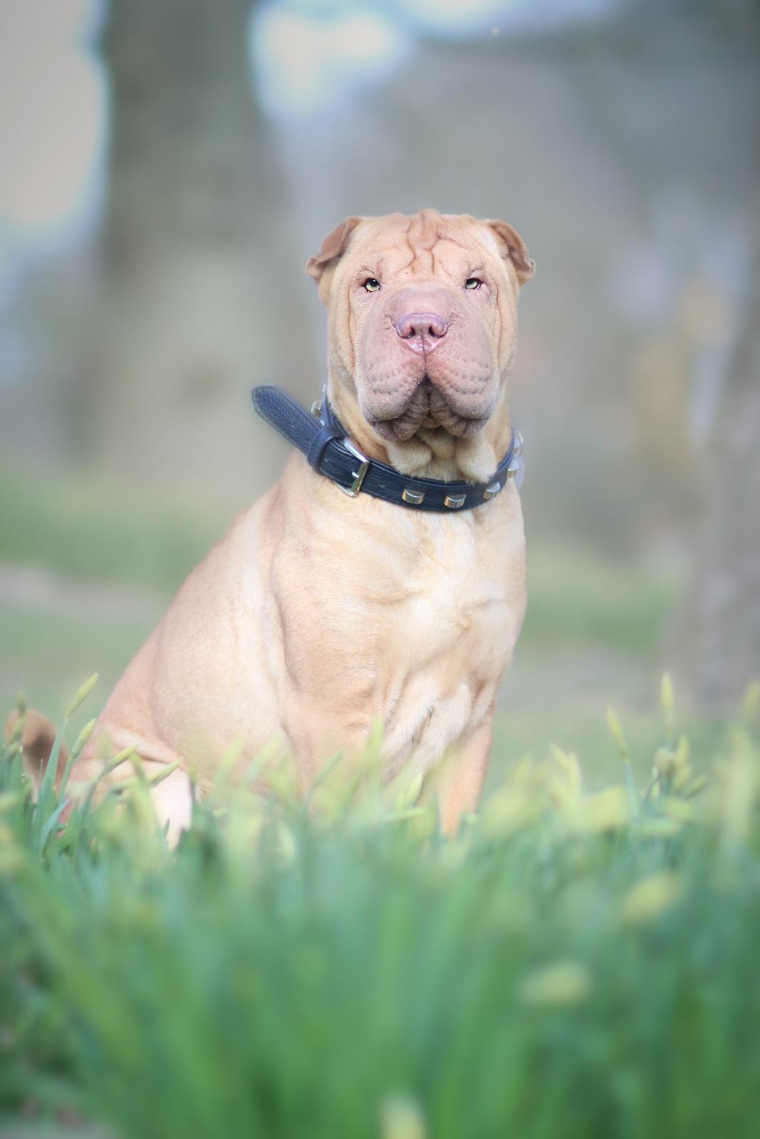 Shar pei Frida billede 23