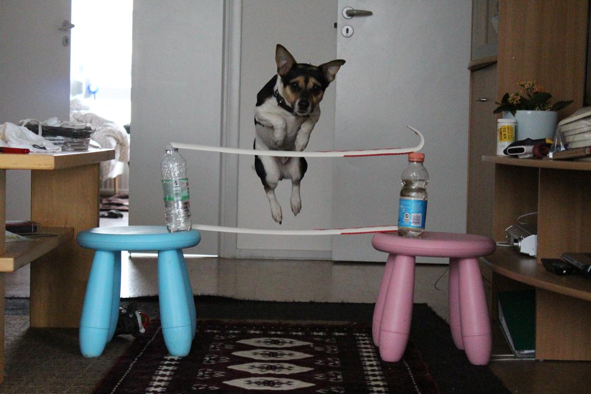 Blanding af racer Chino - 50 cm. springer den lille hunde på 30 cm. :) billede 48