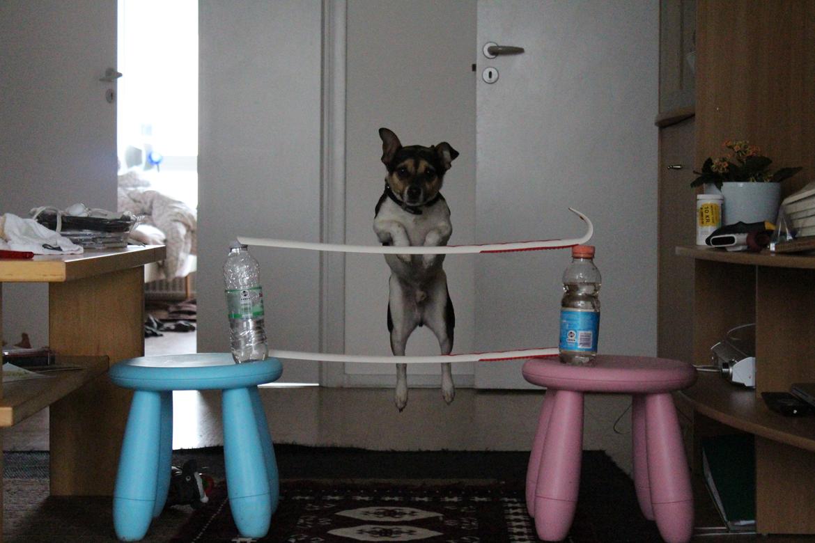 Blanding af racer Chino billede 49