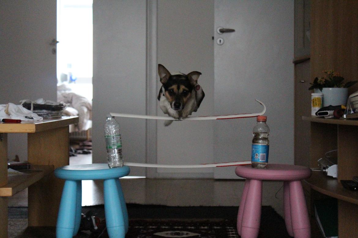 Blanding af racer Chino billede 50