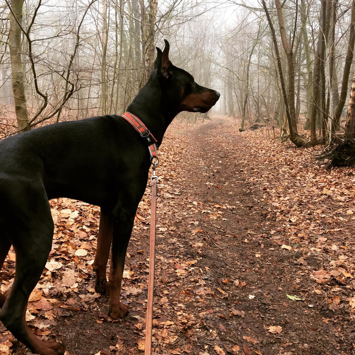 Dobermann Dobergaarden Forever Ozzy Osbourne billede 2