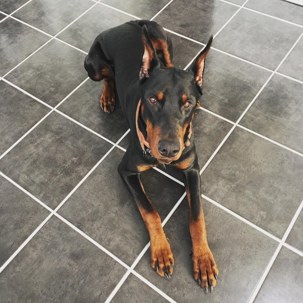 Dobermann Dobergaarden Forever Ozzy Osbourne billede 1