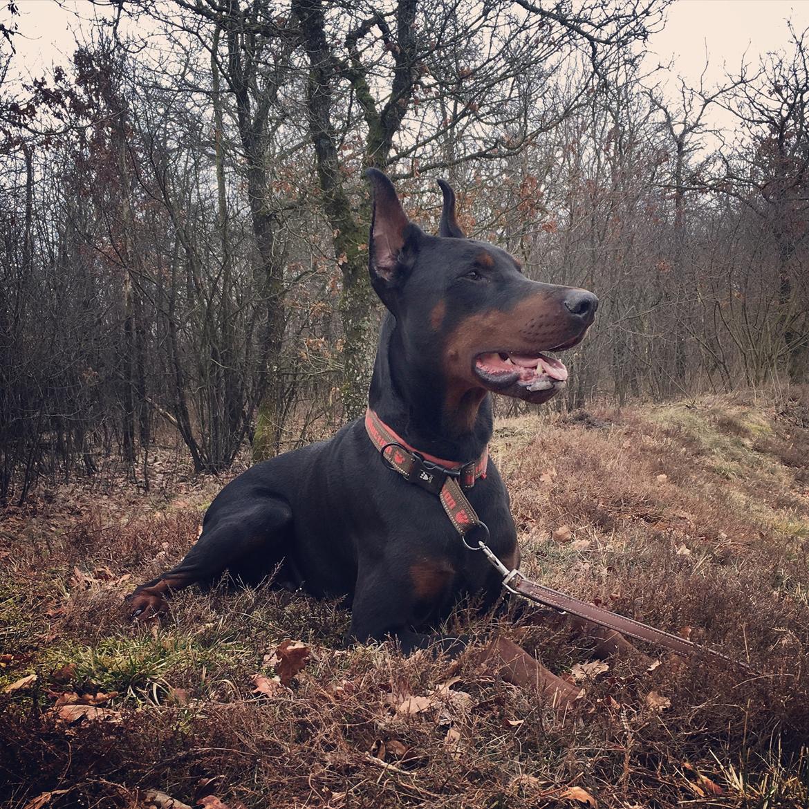 Dobermann Dobergaarden Forever Ozzy Osbourne billede 4