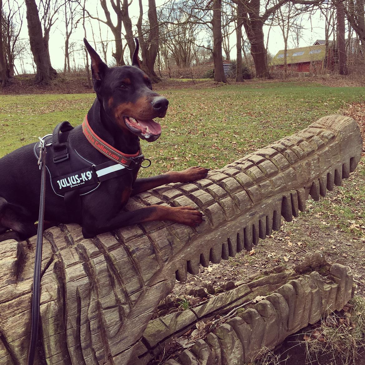 Dobermann Dobergaarden Forever Ozzy Osbourne billede 5