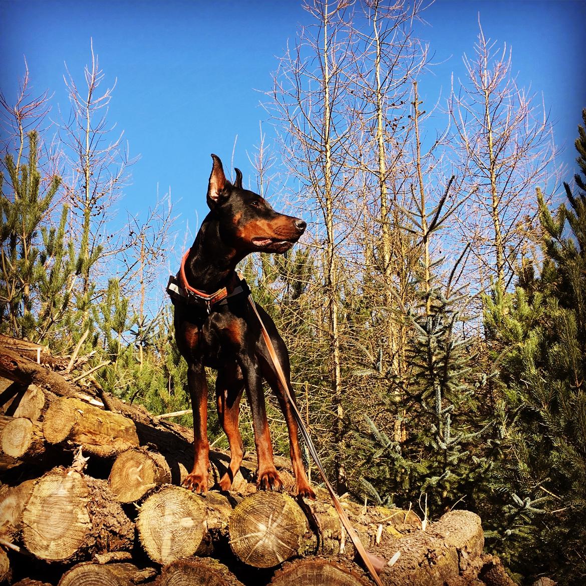 Dobermann Dobergaarden Forever Ozzy Osbourne billede 6