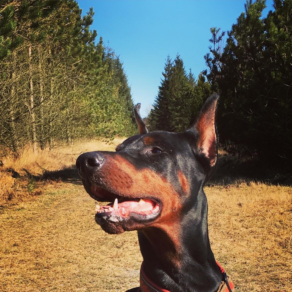Dobermann Dobergaarden Forever Ozzy Osbourne billede 7