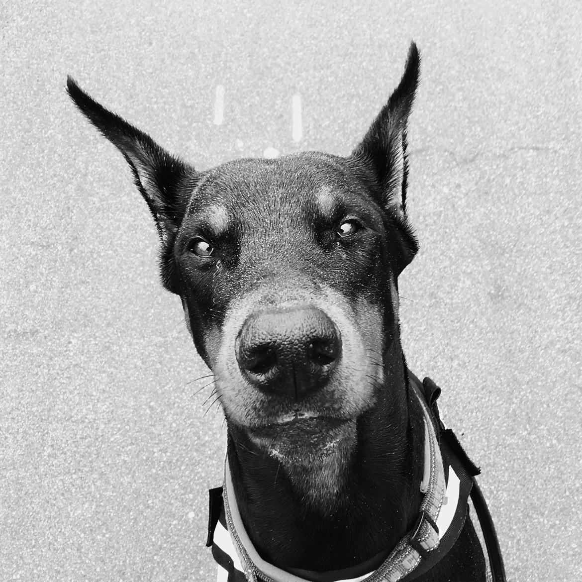 Dobermann Dobergaarden Forever Ozzy Osbourne billede 8