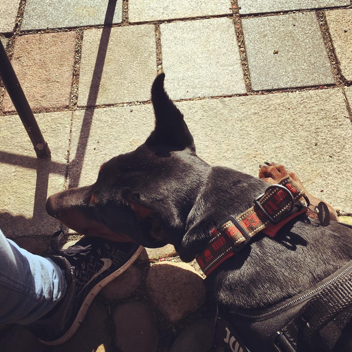 Dobermann Dobergaarden Forever Ozzy Osbourne billede 9