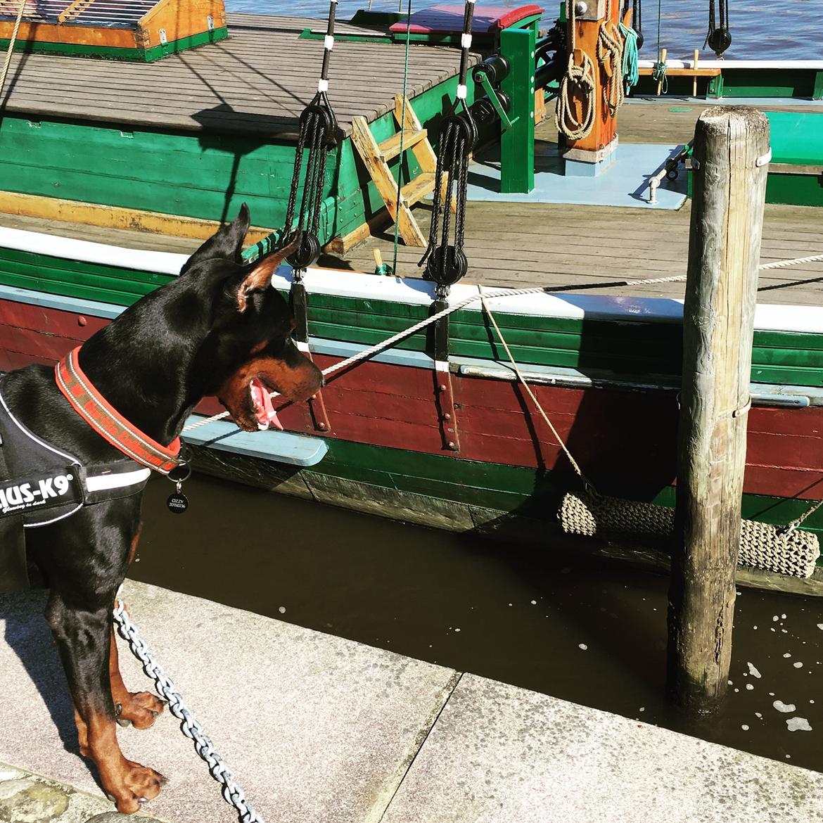 Dobermann Dobergaarden Forever Ozzy Osbourne billede 10