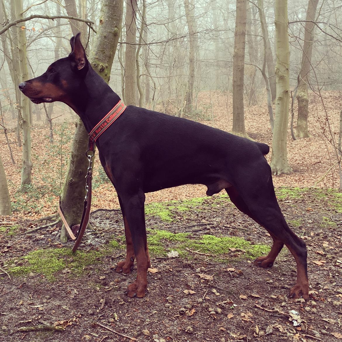 Dobermann Dobergaarden Forever Ozzy Osbourne billede 3