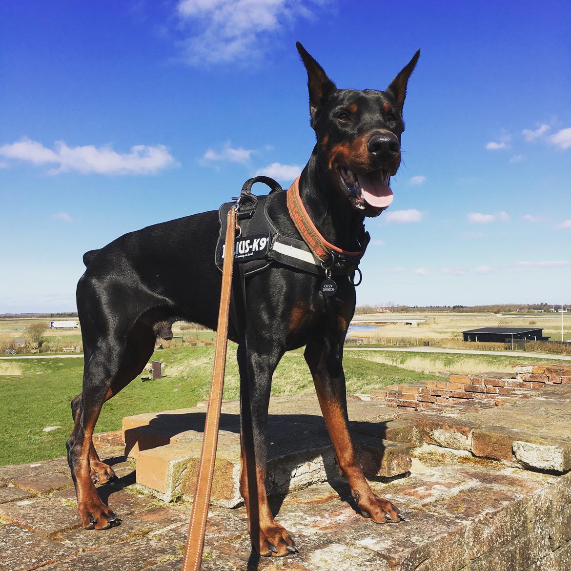 Dobermann Dobergaarden Forever Ozzy Osbourne billede 12