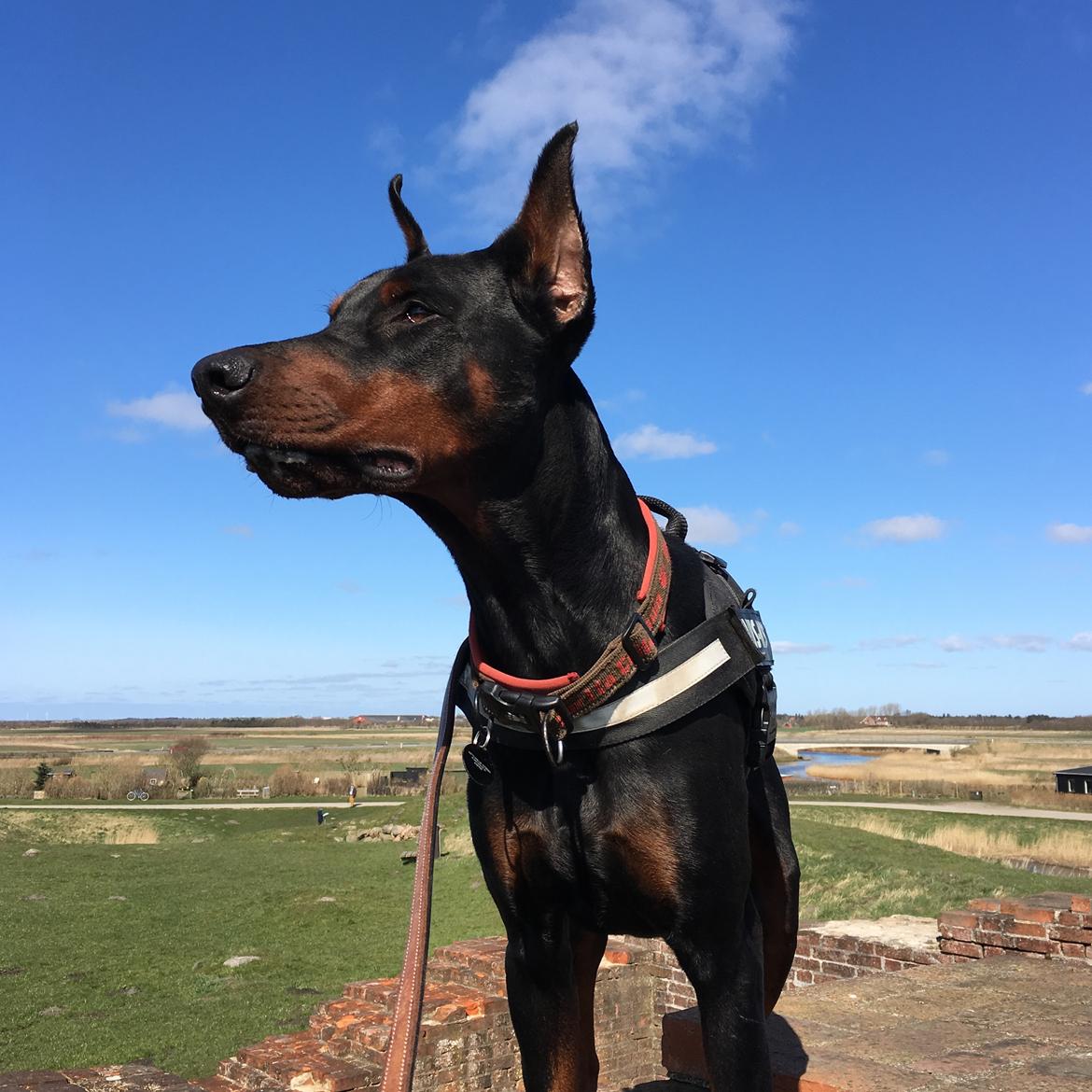 Dobermann Dobergaarden Forever Ozzy Osbourne billede 11