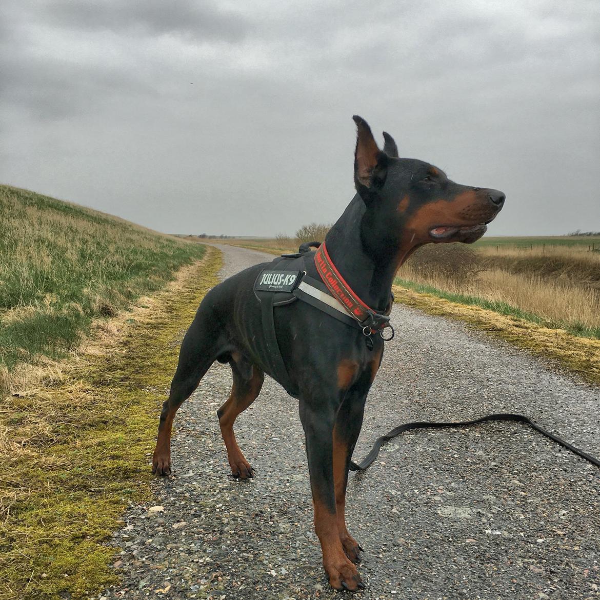 Dobermann Dobergaarden Forever Ozzy Osbourne billede 13