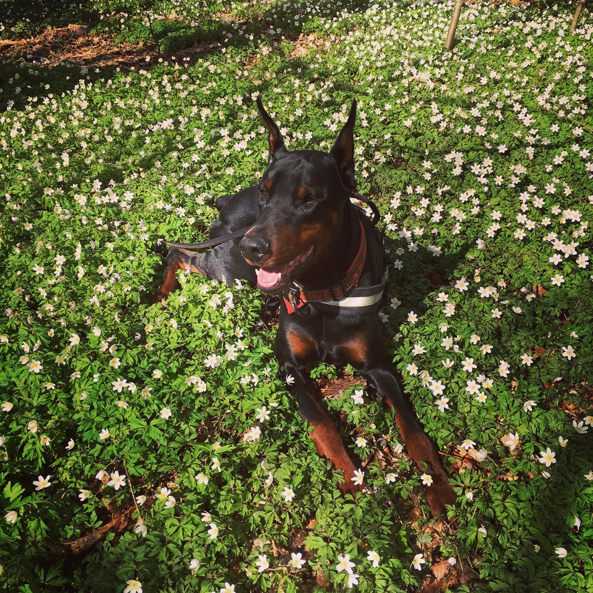 Dobermann Dobergaarden Forever Ozzy Osbourne billede 14