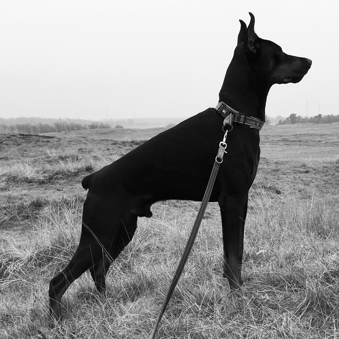 Dobermann Dobergaarden Forever Ozzy Osbourne billede 15