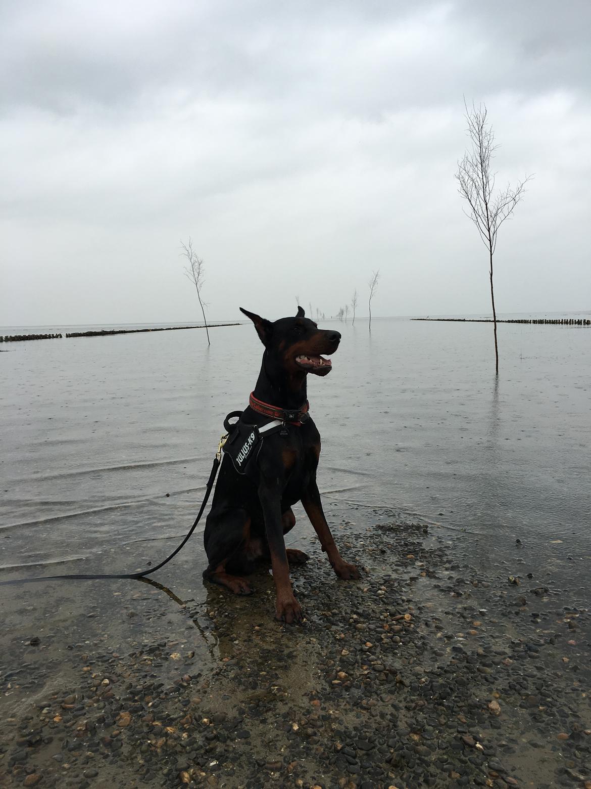 Dobermann Dobergaarden Forever Ozzy Osbourne billede 18