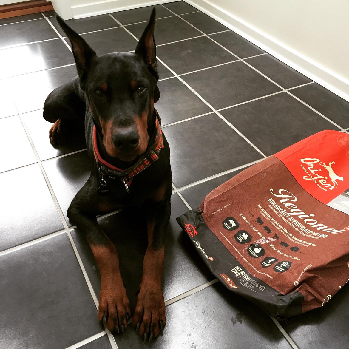 Dobermann Dobergaarden Forever Ozzy Osbourne billede 16