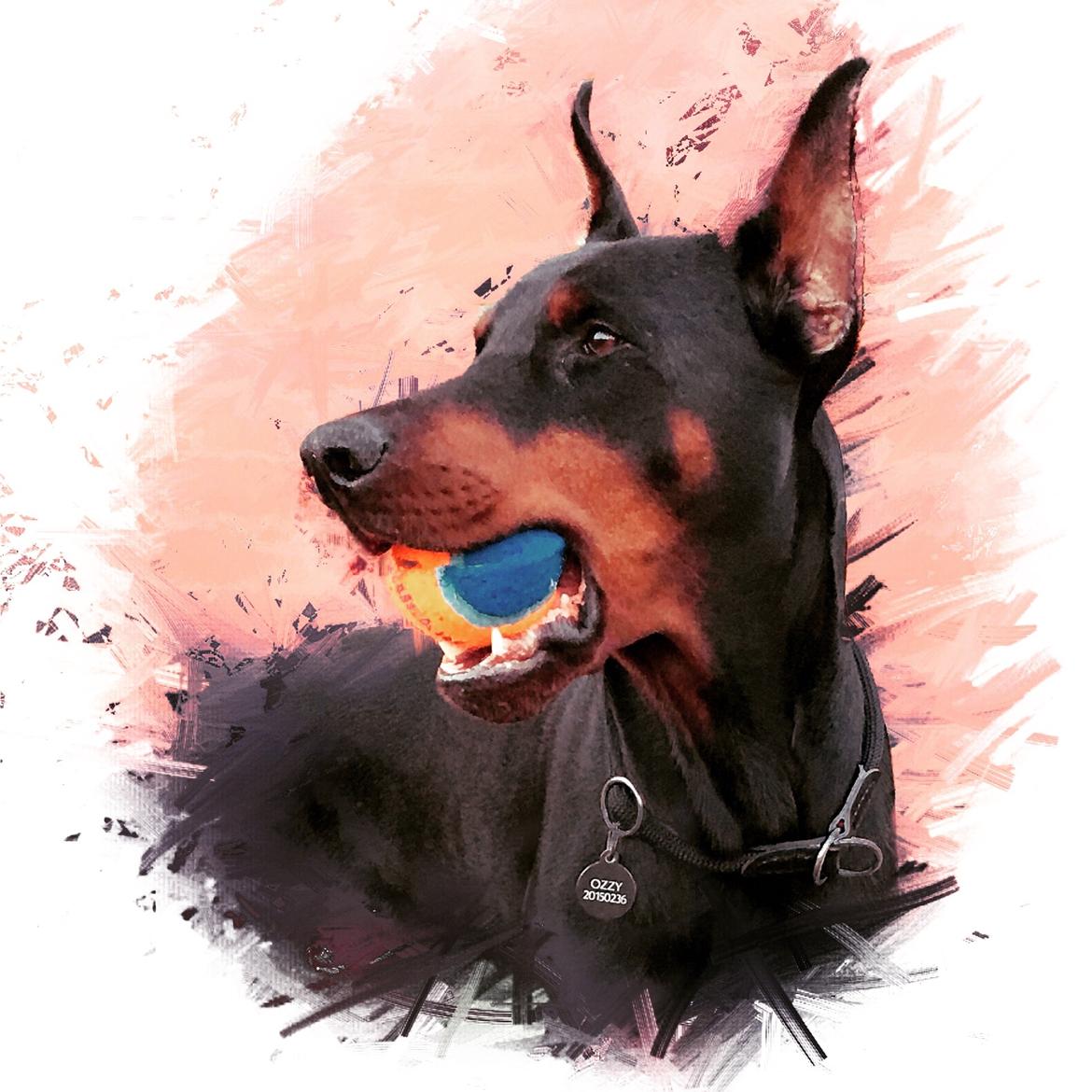 Dobermann Dobergaarden Forever Ozzy Osbourne billede 17