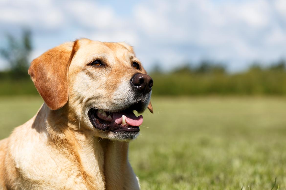 Blanding af racer Liva (Himmelhund)  billede 1