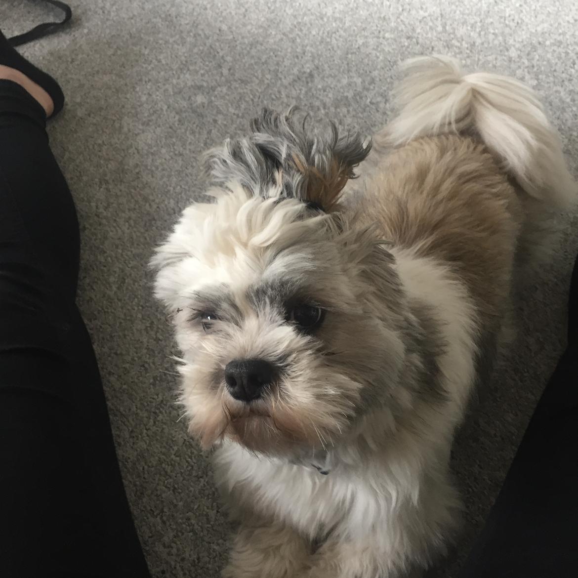 Lhasa apso Lucca billede 19