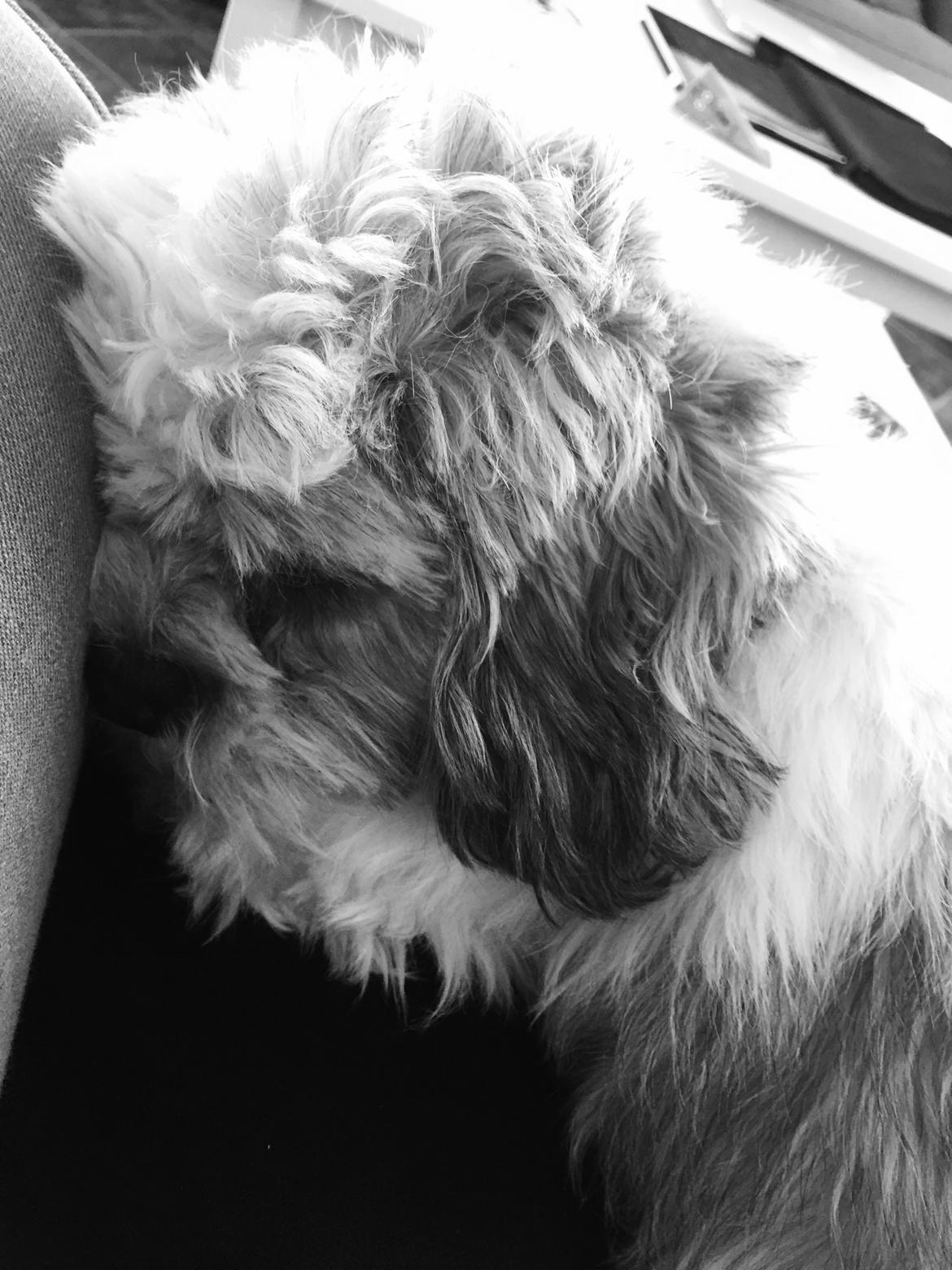 Lhasa apso Lucca billede 20