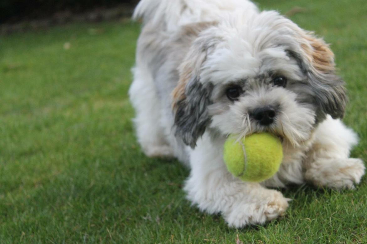 Lhasa apso Lucca billede 22