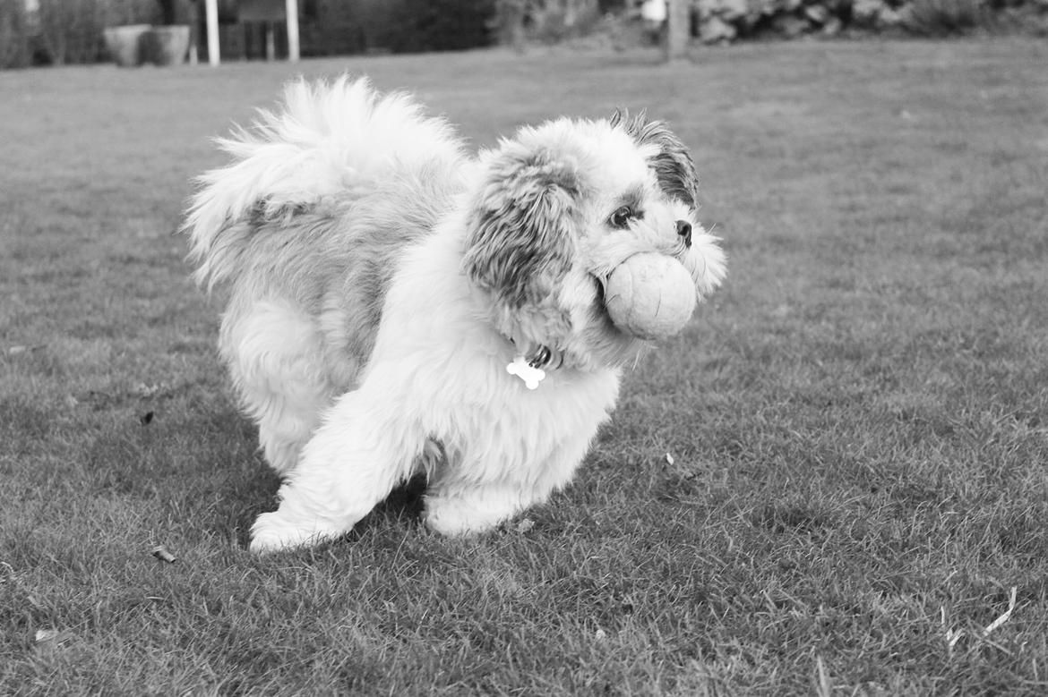 Lhasa apso Lucca billede 23
