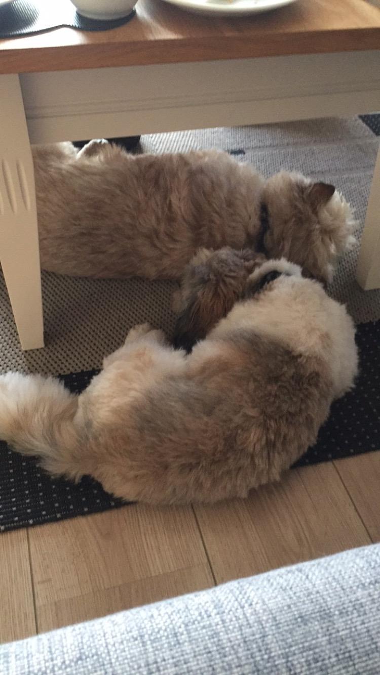 Lhasa apso Lucca billede 21