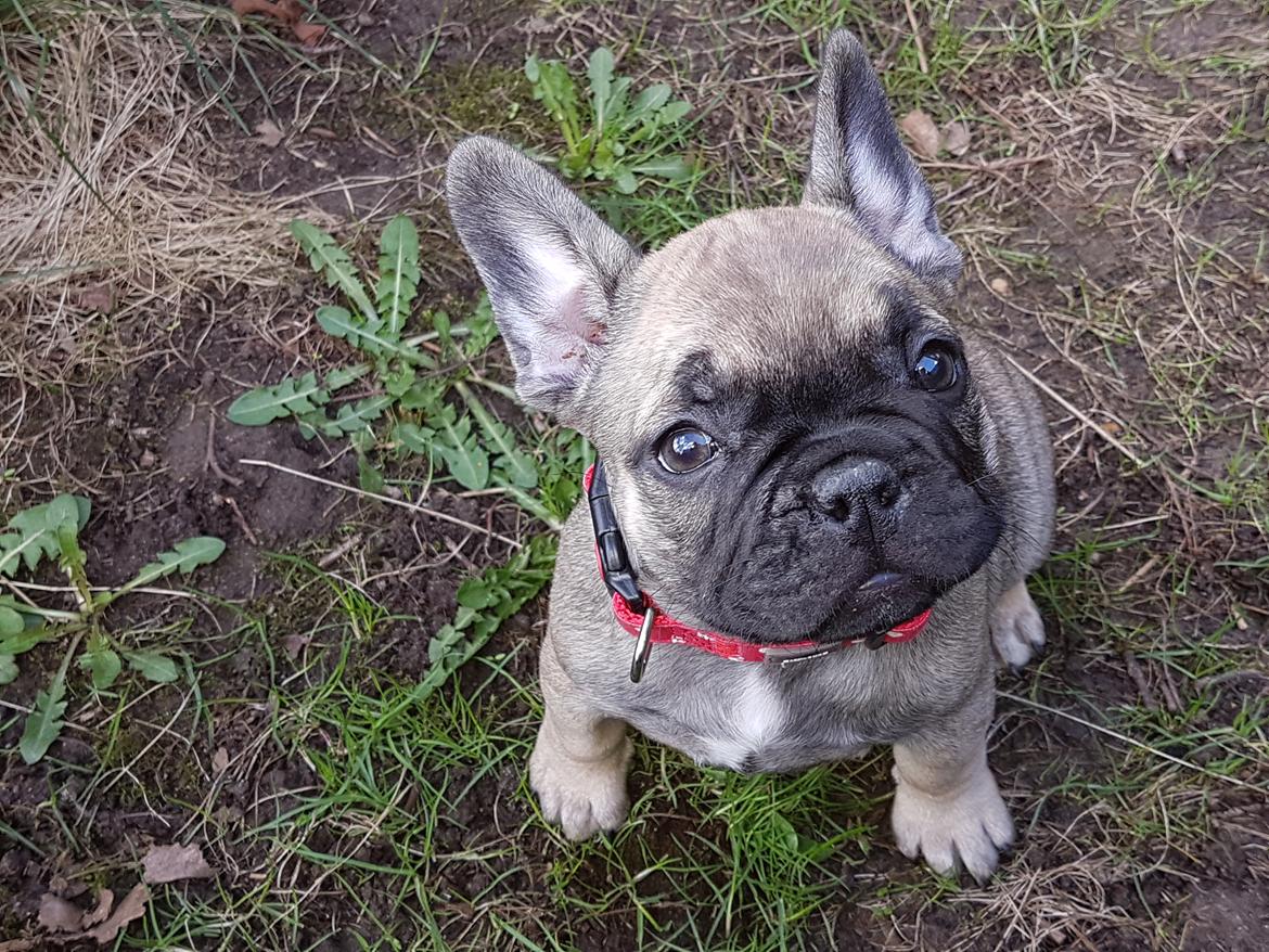 Fransk bulldog Charlie billede 1